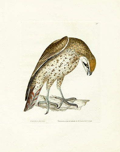 William Lewin Bird Prey Print Lanner Falcon