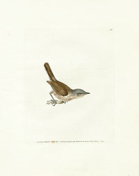 William Lewin Bird Prey Print Lesser White Throat - Panteek Antique Prints