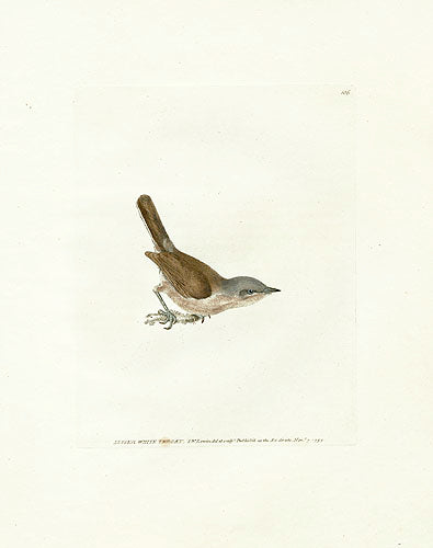 William Lewin Bird Prey Print Lesser White Throat