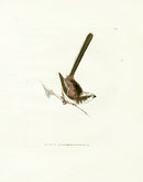 William Lewin Bird Prey Print Long-tail Tit - Panteek Antique Prints