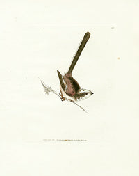 William Lewin Bird Prey Print Long-tail Tit - Panteek Antique Prints