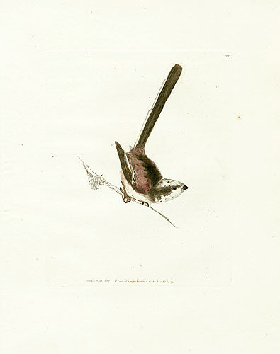 William Lewin Bird Prey Print Long-tail Tit