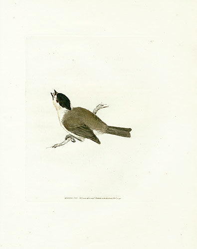 William Lewin Bird Prey Print Marsh Tit