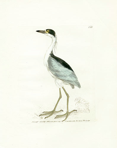 William Lewin Bird Prey Print Night Heron