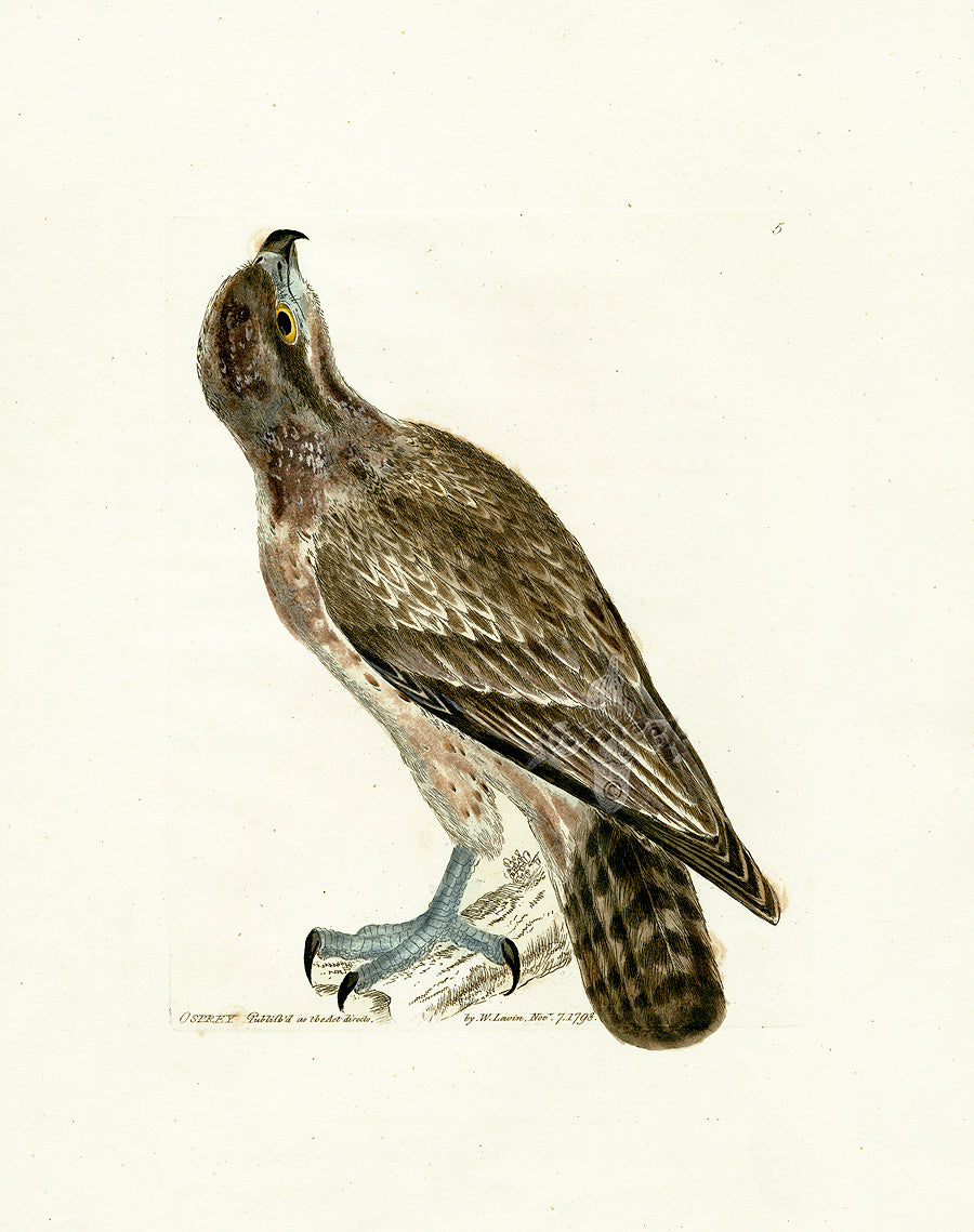 William Lewin Bird Prey Print Osprey