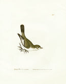 William Lewin Bird Prey Print Pied Fly Catcher female - Panteek Antique Prints