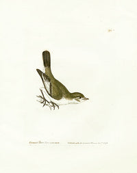 William Lewin Bird Prey Print Pied Fly Catcher female - Panteek Antique Prints