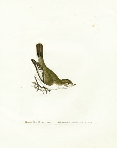 William Lewin Bird Prey Print Pied Fly Catcher female
