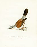 William Lewin Bird Prey Print Red-backed Shrike - Panteek Antique Prints