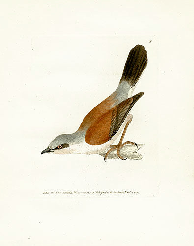 William Lewin Bird Prey Print Red-backed Shrike