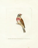 William Lewin Bird Prey Print Red-breasted Linnet - Panteek Antique Prints