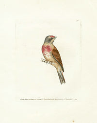 William Lewin Bird Prey Print Red-breasted Linnet - Panteek Antique Prints