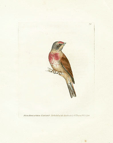 William Lewin Bird Prey Print Red-breasted Linnet