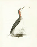 William Lewin Bird Prey Print Red-throated Diver - Panteek Antique Prints