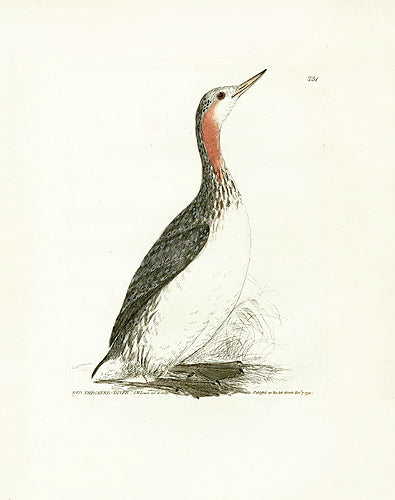William Lewin Bird Prey Print Red-throated Diver