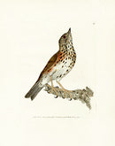 William Lewin Bird Prey Print Redwing - Panteek Antique Prints