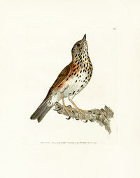 William Lewin Bird Prey Print Redwing - Panteek Antique Prints
