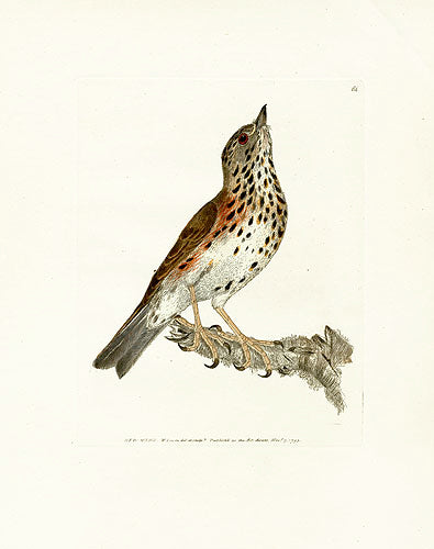 William Lewin Bird Prey Print Redwing