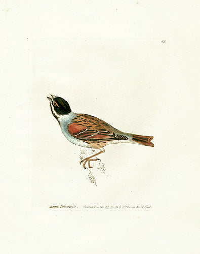 William Lewin Bird Prey Print Reed Bunting