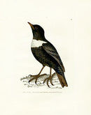 William Lewin Bird Prey Print Ring Ouzel - Panteek Antique Prints