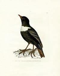 William Lewin Bird Prey Print Ring Ouzel - Panteek Antique Prints