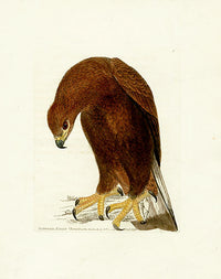 William Lewin Bird Prey Print Ringtail Eagle - Panteek Antique Prints