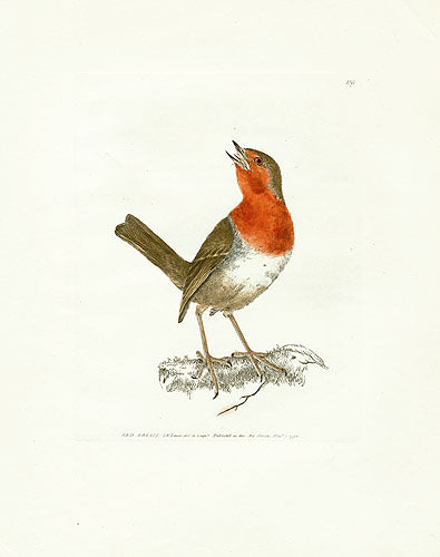 William Lewin Bird Prey Print Robin Red Breast