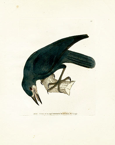 William Lewin Bird Prey Print Rook