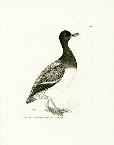 William Lewin Bird Prey Print Scaup Duck