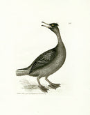 William Lewin Bird Prey Print Shagg - Panteek Antique Prints