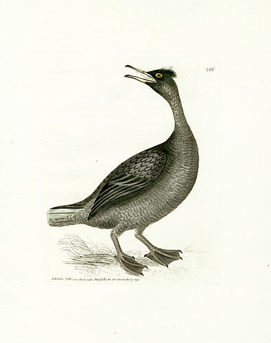 William Lewin Bird Prey Print Shagg