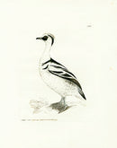 William Lewin Bird Prey Print Smew - Panteek Antique Prints