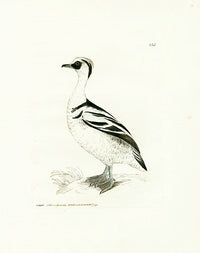 William Lewin Bird Prey Print Smew - Panteek Antique Prints