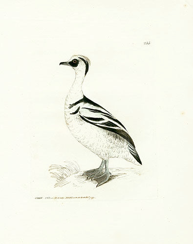 William Lewin Bird Prey Print Smew