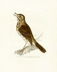 William Lewin Bird Prey Print Song Thrush - Panteek Antique Prints