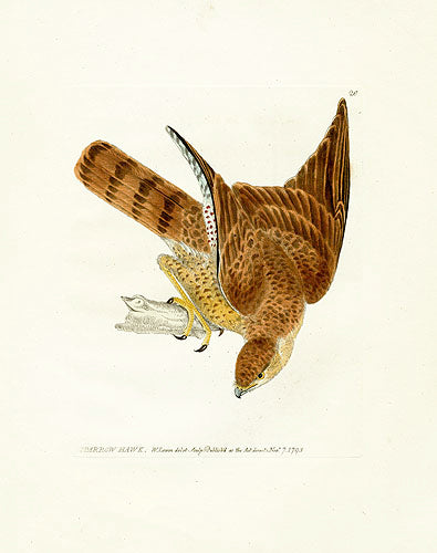 William Lewin Bird Prey Print Sparrow Hawk