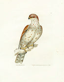 William Lewin Bird Prey Print Spotted Falcon - Panteek Antique Prints