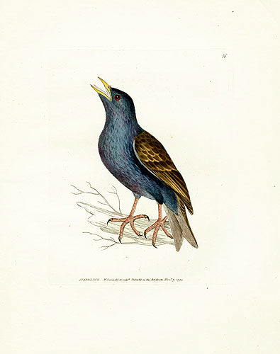 William Lewin Bird Prey Print Starling