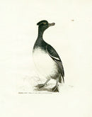 William Lewin Bird Prey Print Tufted Duck - Panteek Antique Prints