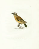 William Lewin Bird Prey Print Whinchat - Panteek Antique Prints