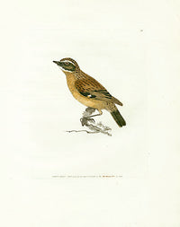 William Lewin Bird Prey Print Whinchat - Panteek Antique Prints