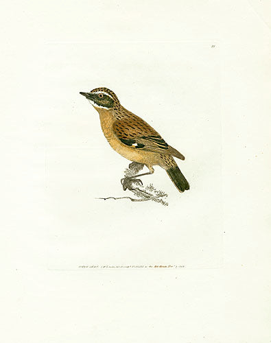 William Lewin Bird Prey Print Whinchat