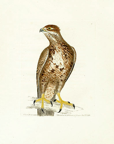 William Lewin Bird Prey Print Wood Buzzard