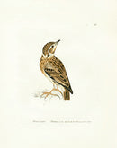 William Lewin Bird Prey Print Wood Lark - Panteek Antique Prints