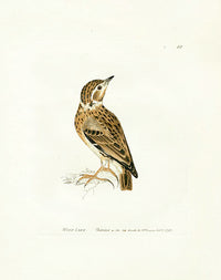 William Lewin Bird Prey Print Wood Lark - Panteek Antique Prints