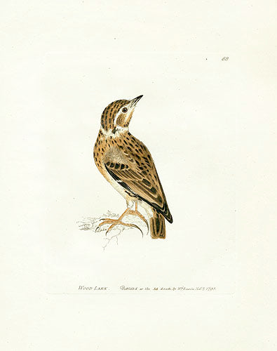 William Lewin Bird Prey Print Wood Lark