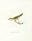 William Lewin Bird Prey Print Yellow Wren - Panteek Antique Prints