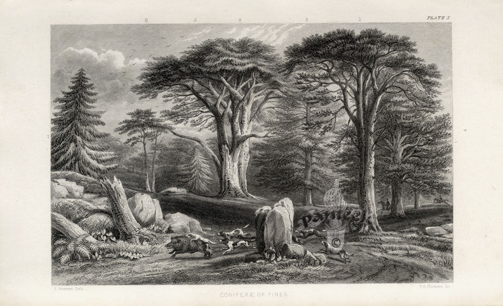 William Rhind Fruit & Vegetable Prints Conifers