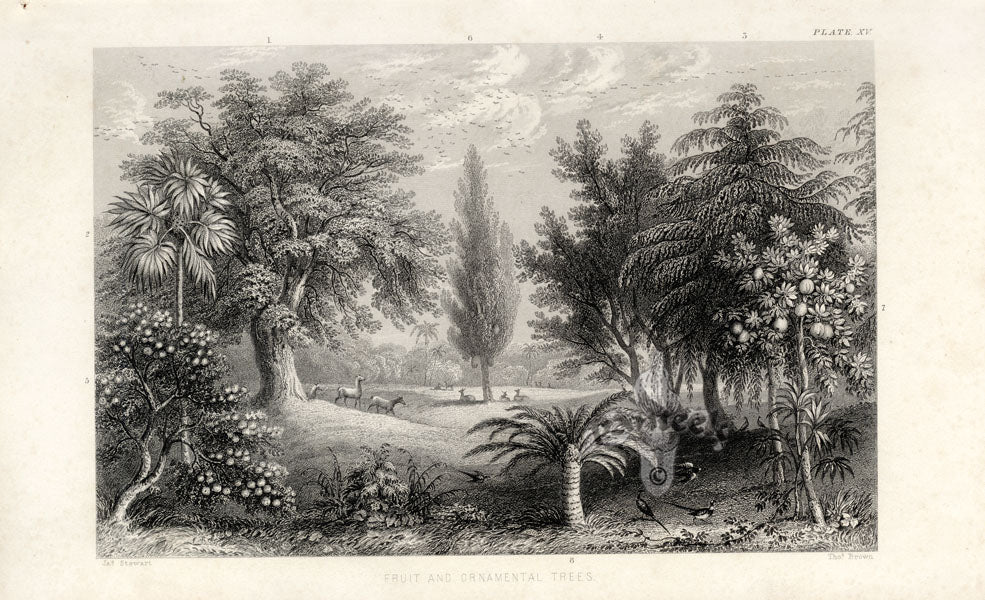 William Rhind Fruit & Vegetable Prints Fruit & Ornamental Trees