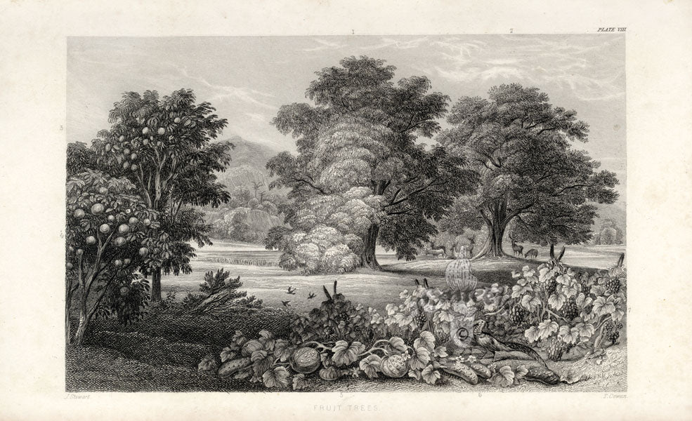 William Rhind Fruit & Vegetable Prints Fruit Trees